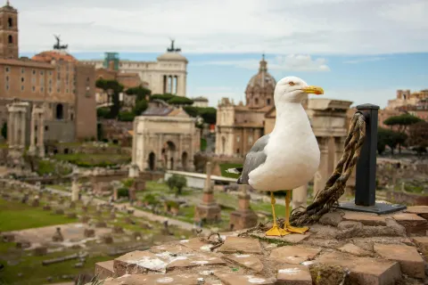 1. The Goose That Saved Rome